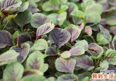 吃什么补钙效果最好 这些食物你都吃过吗