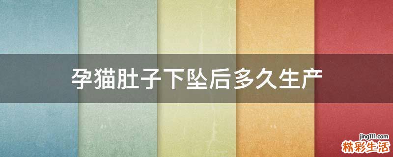 孕猫肚子下坠后多久生产