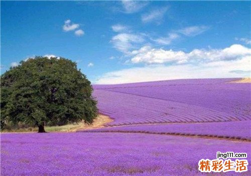 发膜和护发素的区别