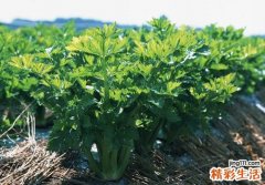 缺钙吃什么好 4大补钙蔬菜效果更佳