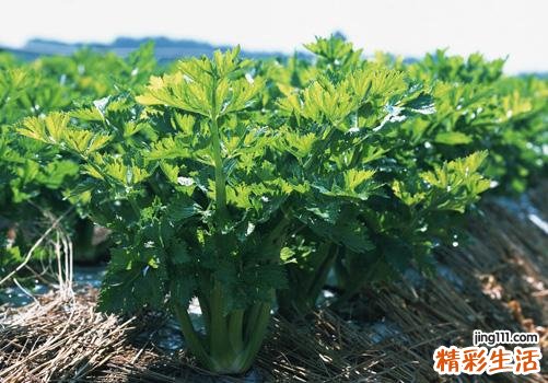 缺钙吃什么好 4大补钙蔬菜效果更佳