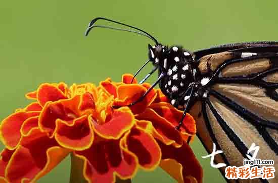 2023七夕节阳历是哪一天 2023年七夕情人节是8月几号