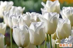 2023年七夕适合生孩子吗