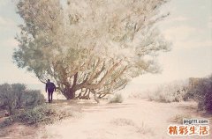 2 可爱复叶耳蕨