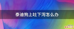 泰迪狗上吐下泻怎么办
