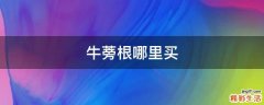 牛蒡根哪里买