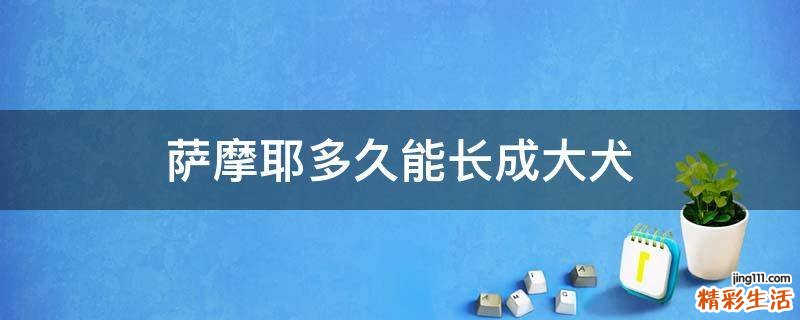 萨摩耶多久能长成大犬