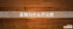 蓝猫为什么不让抱