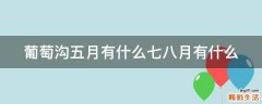 葡萄沟五月有什么七八月有什么