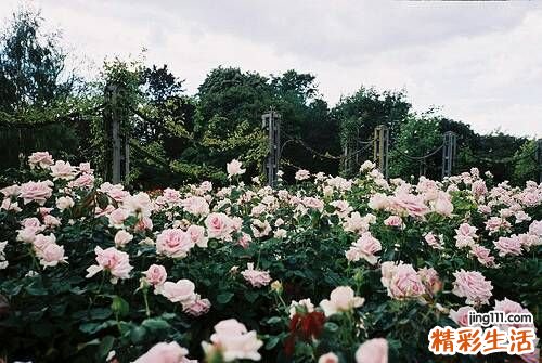 3 明星保持动人发型的秘诀