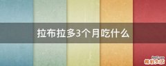 拉布拉多3个月吃什么