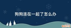 狗狗连在一起了怎么办