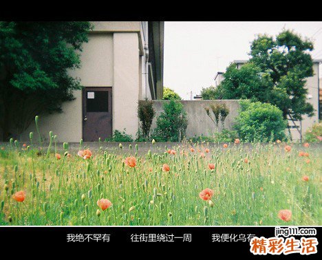 2 小叶金鸡尾巴草