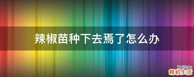 辣椒苗种下去焉了怎么办