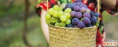 什么水果补血效果最好 补血水果有哪些
