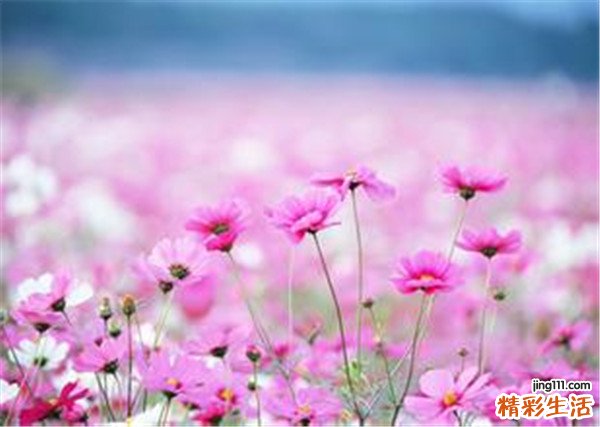 【自制美白祛痘排毒面膜】如何自制美白祛痘排毒面膜