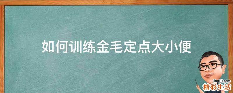 如何训练金毛定点大小便