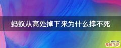 蚂蚁从高处掉下来为什么摔不死