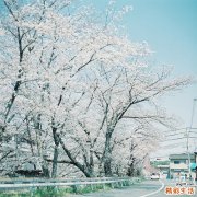 【如何一招就美白】几大便宜水果