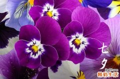 浪漫的七夕节祝福语句子