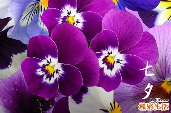 浪漫的七夕节祝福语句子