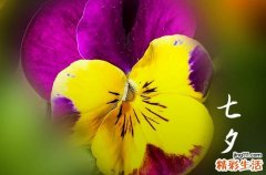 七夕经典祝福句子