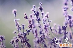 七夕情人节感动短语祝福语