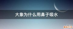 大象为什么用鼻子吸水
