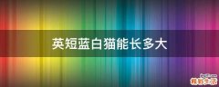 英短蓝白猫能长多大