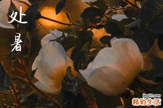 2023年的处暑是哪一天开始