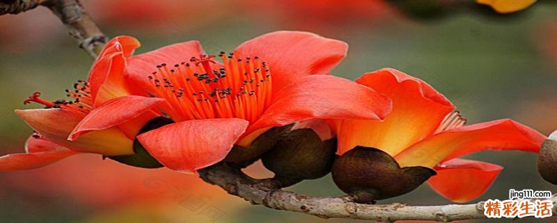 木棉花煲什么祛湿 木棉花祛湿毒明显吗