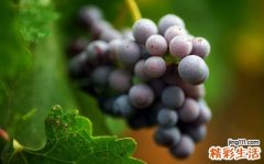 酒后吃什么养胃