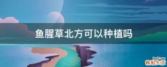 鱼腥草北方可以种植吗