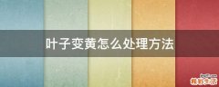 叶子变黄怎么处理方法