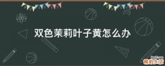双色茉莉叶子黄怎么办