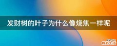 发财树的叶子为什么像烧焦一样呢