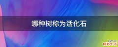 哪种树称为活化石