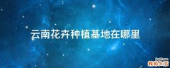 云南花卉种植基地在哪里