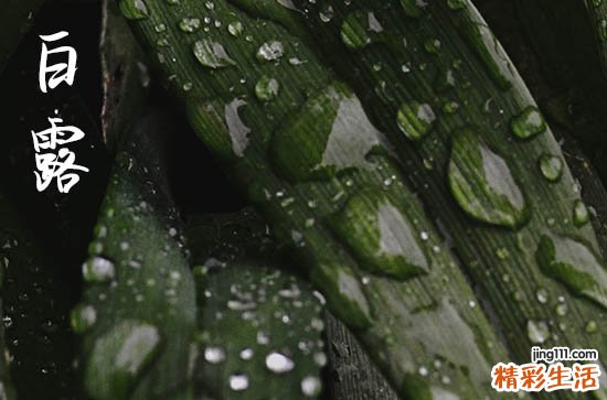 白露节气是在几点几分