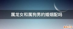 属龙女和属狗男的婚姻配吗