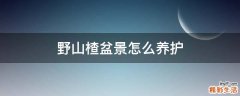 野山楂盆景怎么养护
