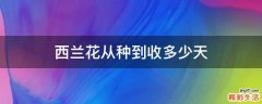 西兰花从种到收多少天
