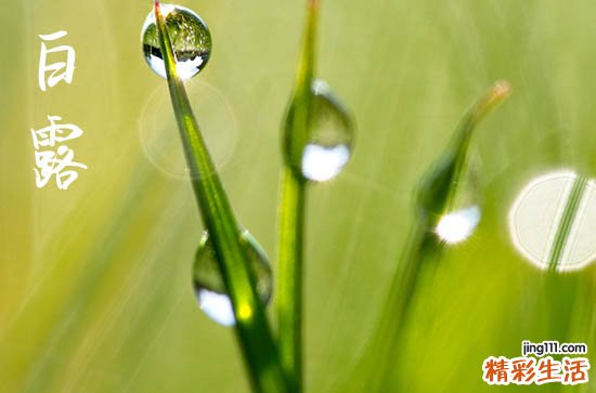 2023年白露的具体时间 2023年白露时间几点几分几秒钟