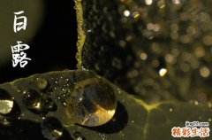 2023年白露是哪一天 2023年白露是几月几号