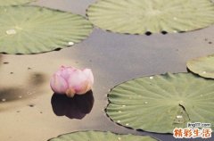 2023年出伏是哪天 2023年出伏是几号