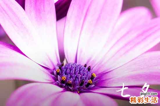 2023年七夕什么时候 2023年七夕节是几月几日