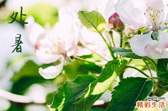 2023处暑节气搬家好吗 2023处暑的日子适合搬家吗