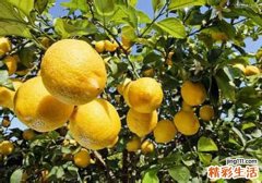 长痘痘吃什么水果排毒