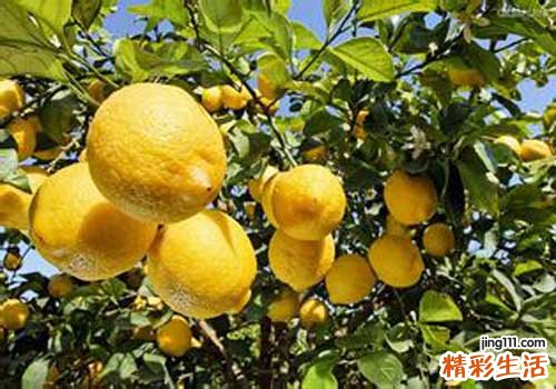 长痘痘吃什么水果排毒