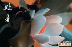 处暑送鸭,无病各家是什么意思